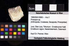 Foto (Objket + Etiketten) von Prosopon sp. 